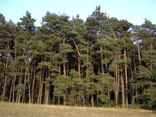 10_Kieferwald_04.jpg