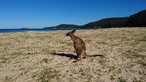The kangaroo is Australia’s hallmark – and we actually got to see one of these marsupials!